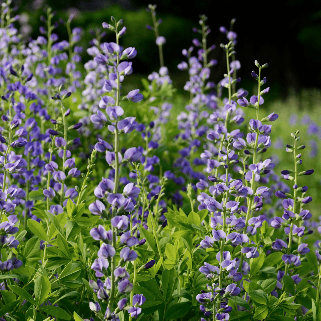 Sage
