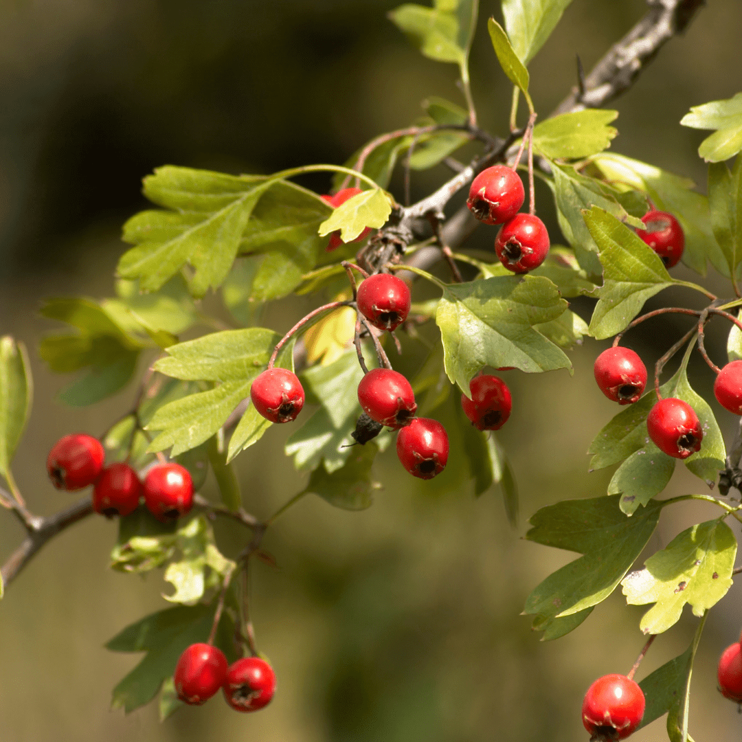 Hawthorn