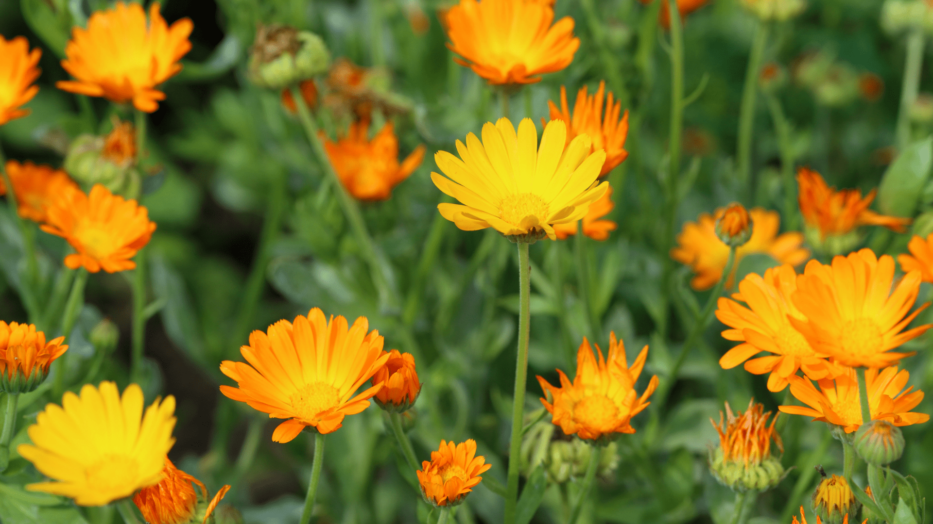 Calendula Flower