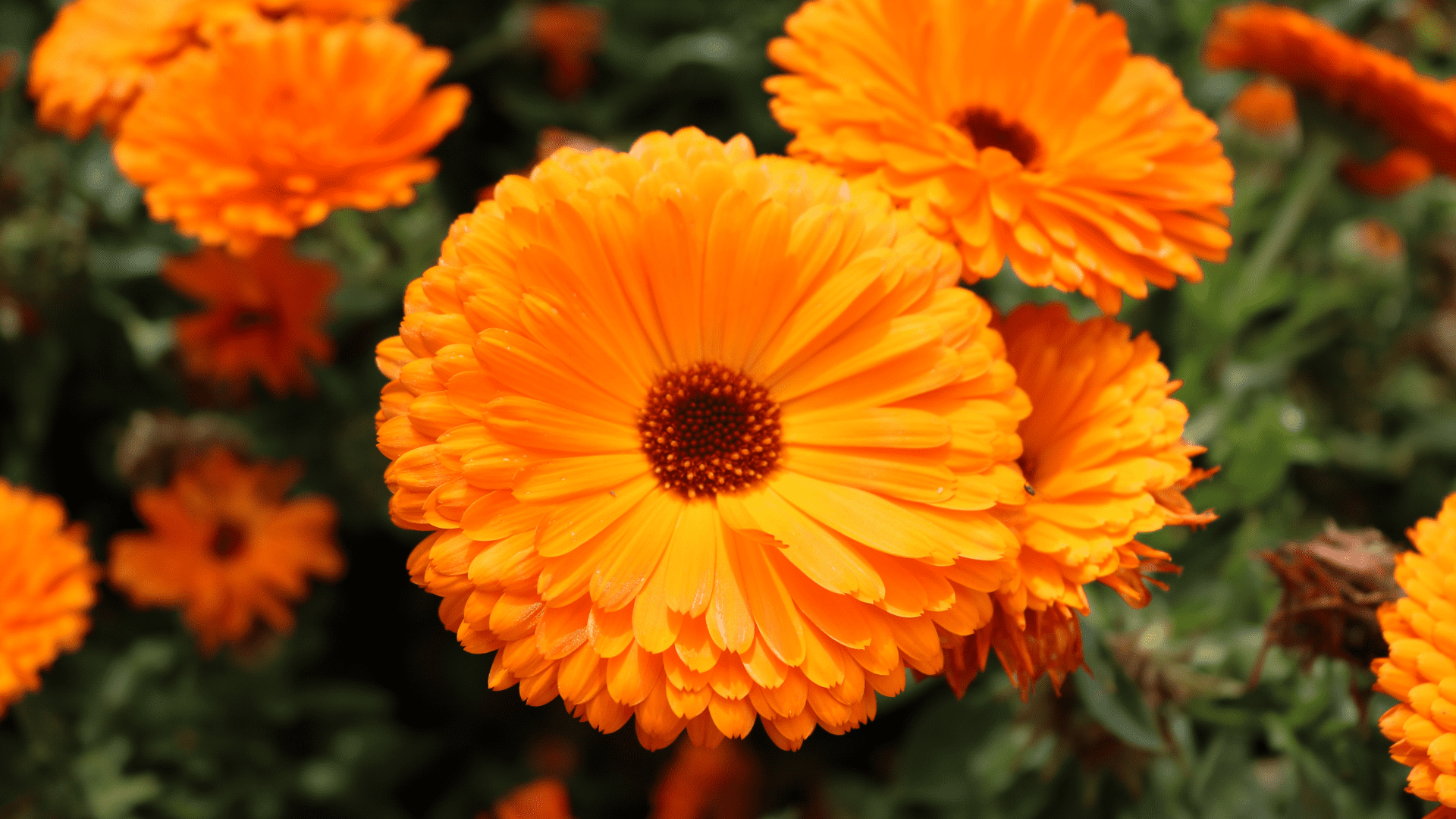 Calendula Flower