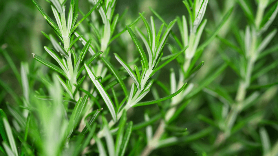 Rosemary