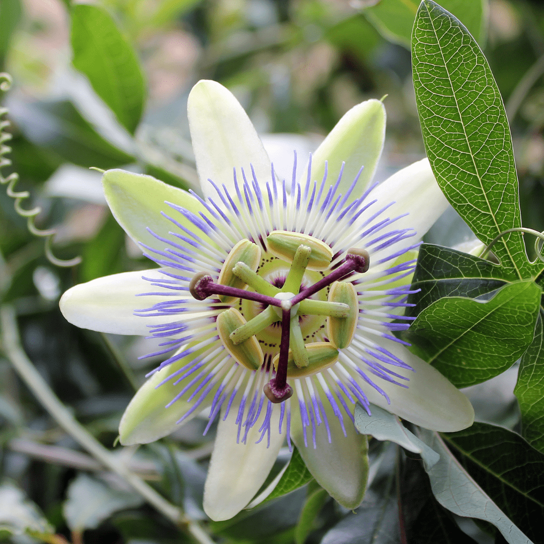 Passion Flower