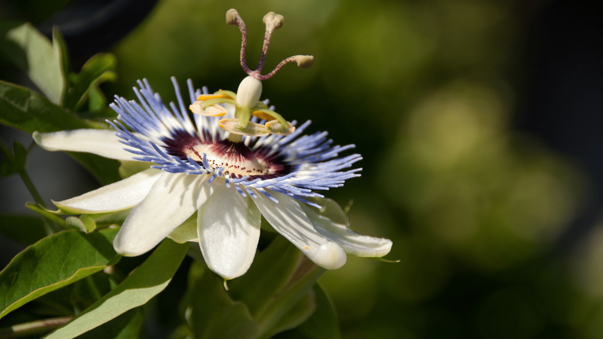 Passion Flower