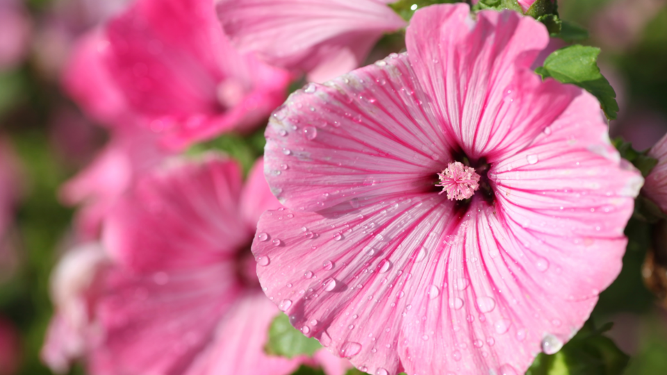 Mallow