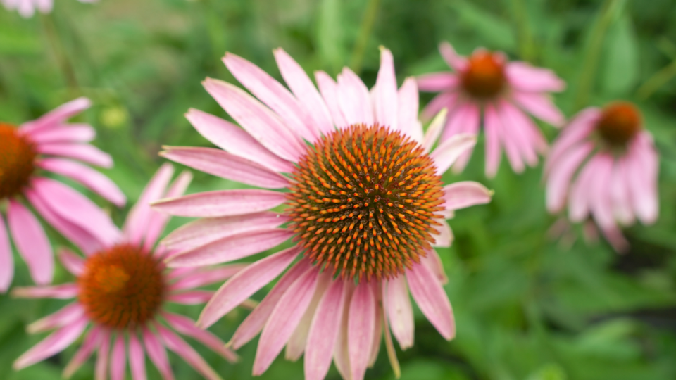 Coneflower