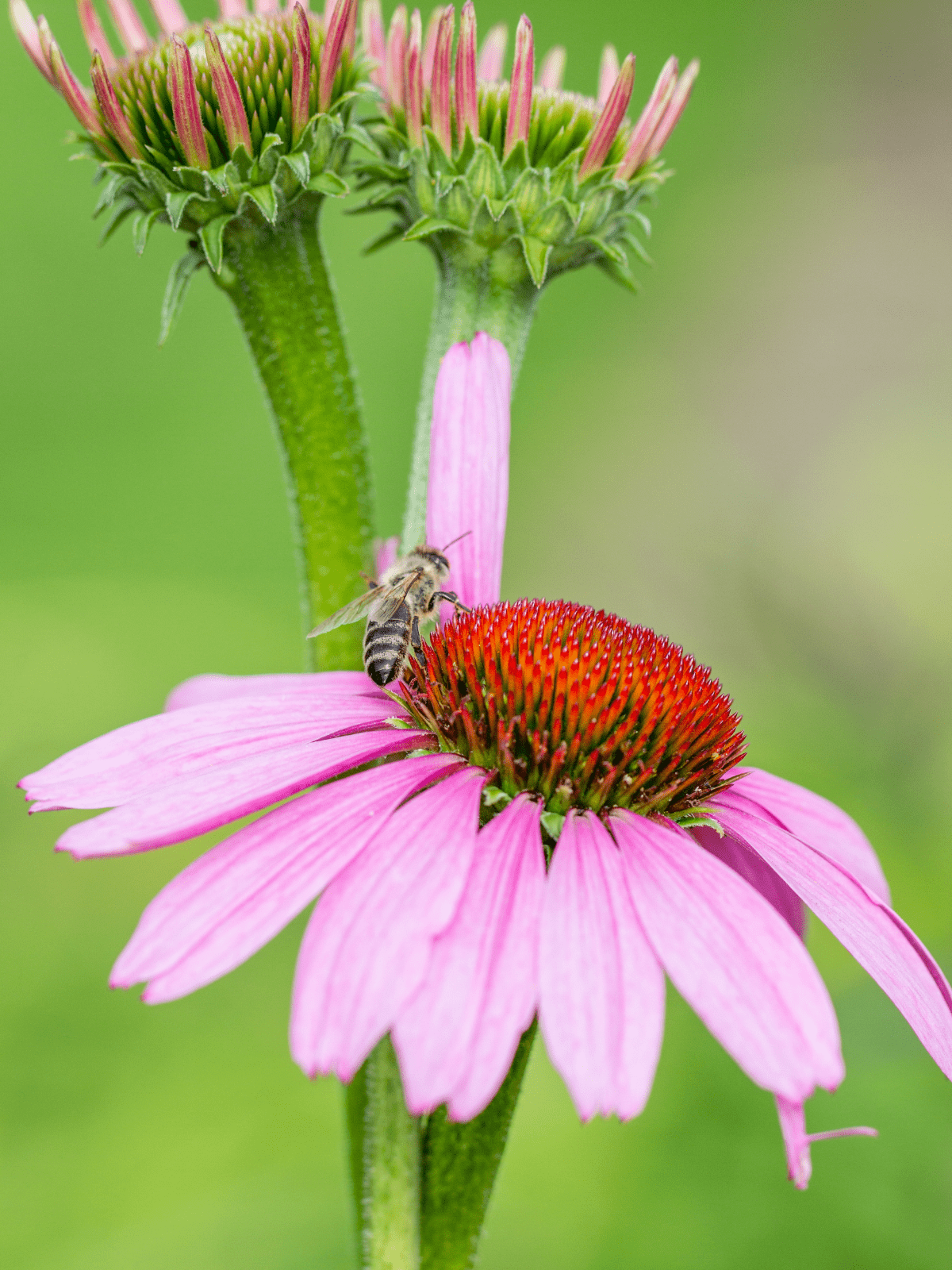 Coneflower