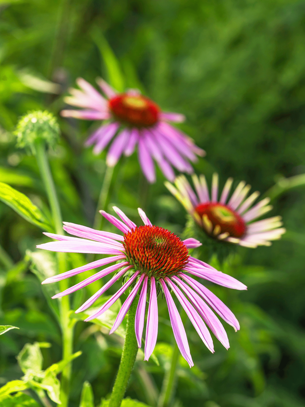 Coneflower