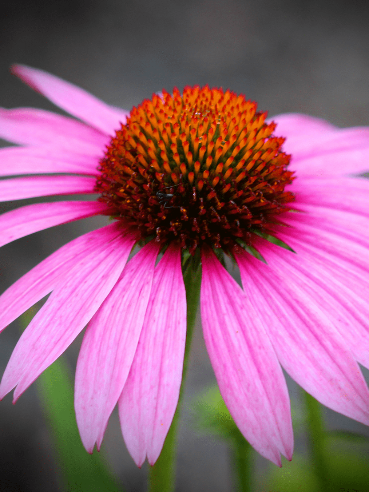Coneflower