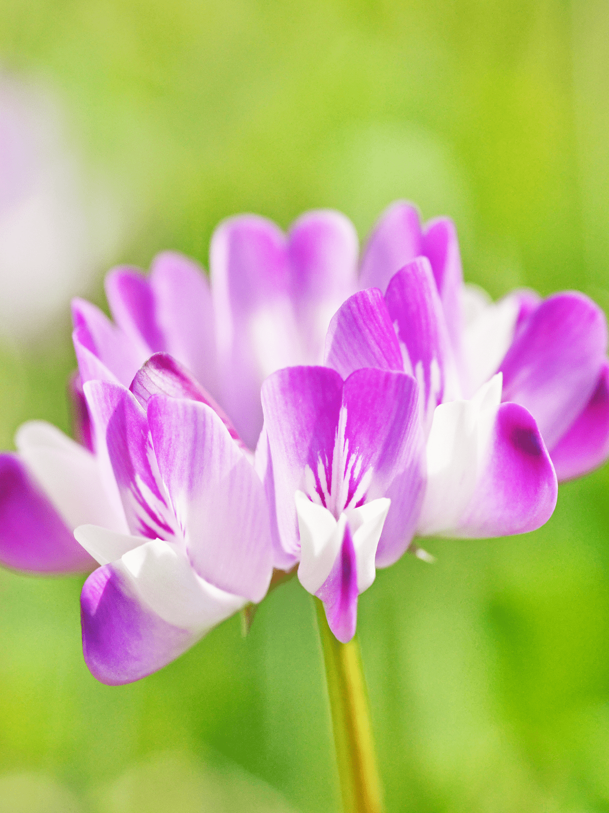 Astragalus
