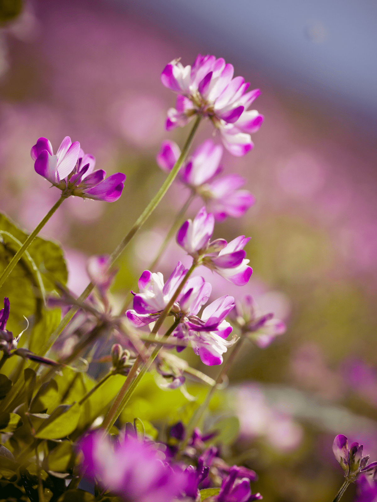Astragalus