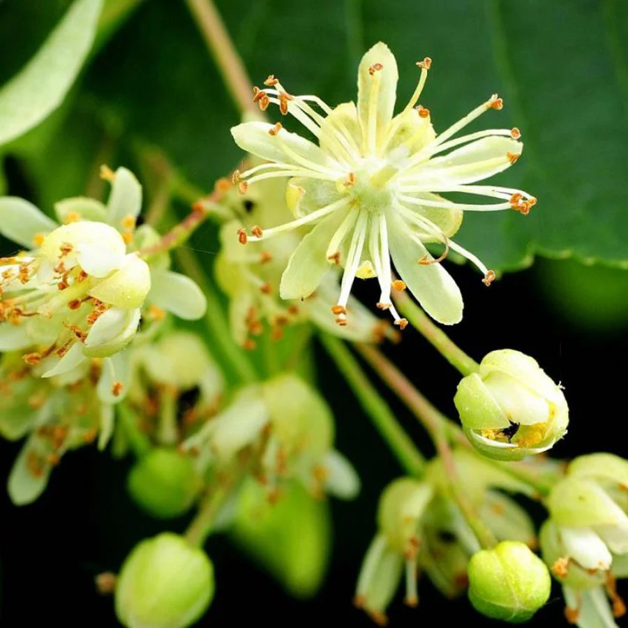 Linden