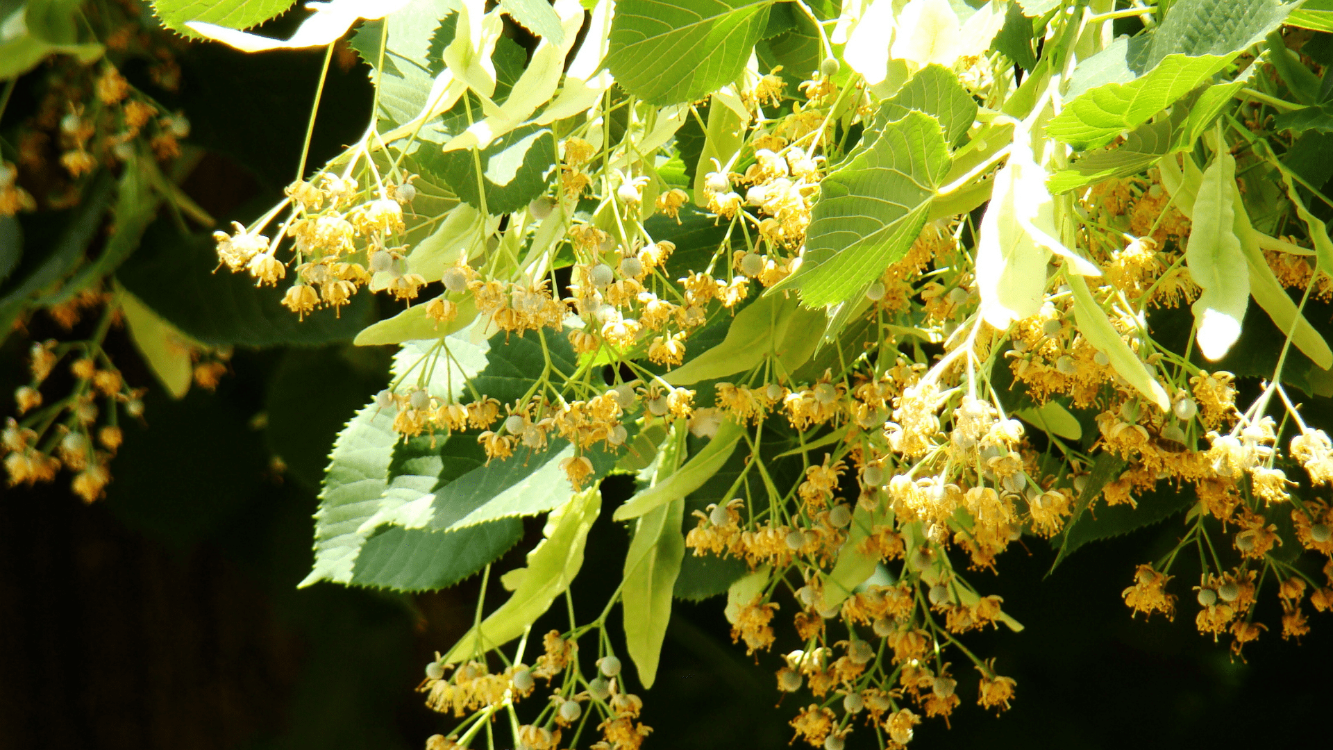 Linden