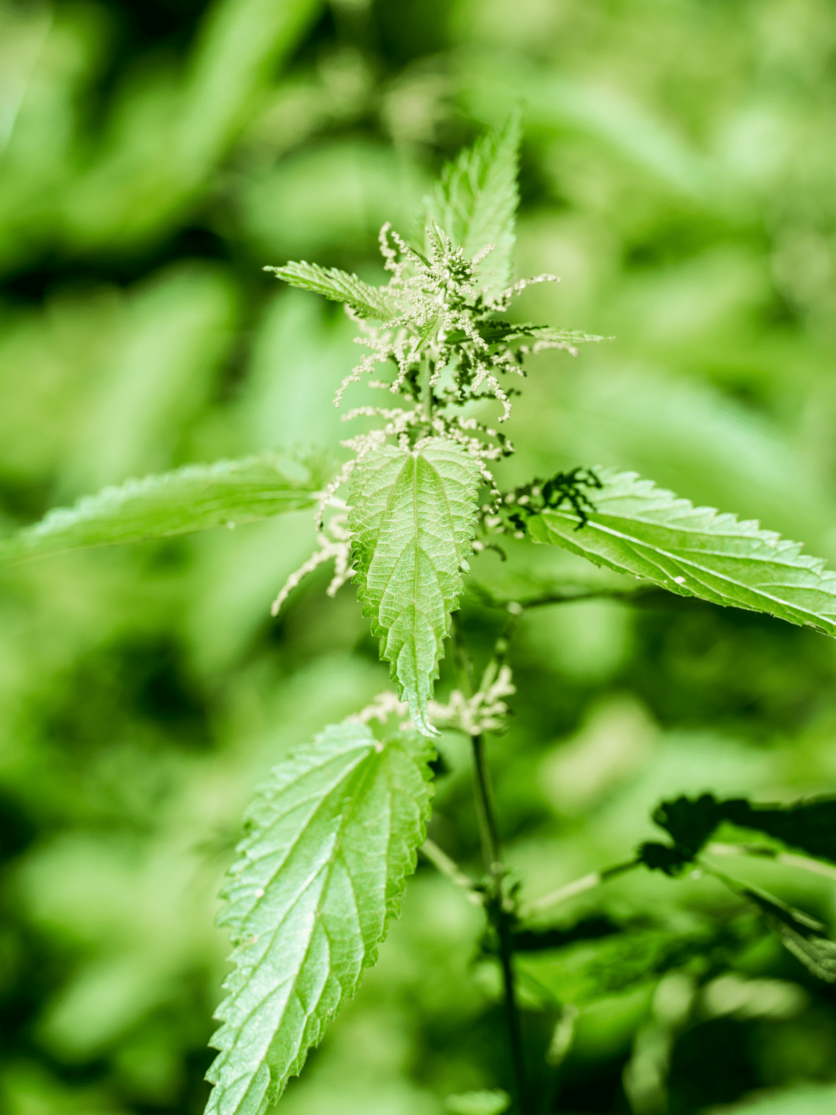 Nettle