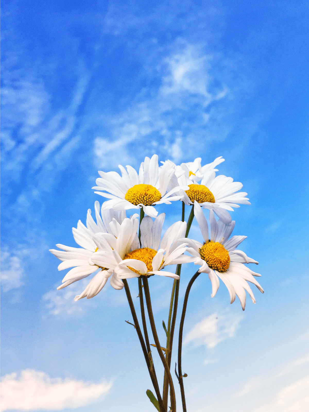 Chamomile