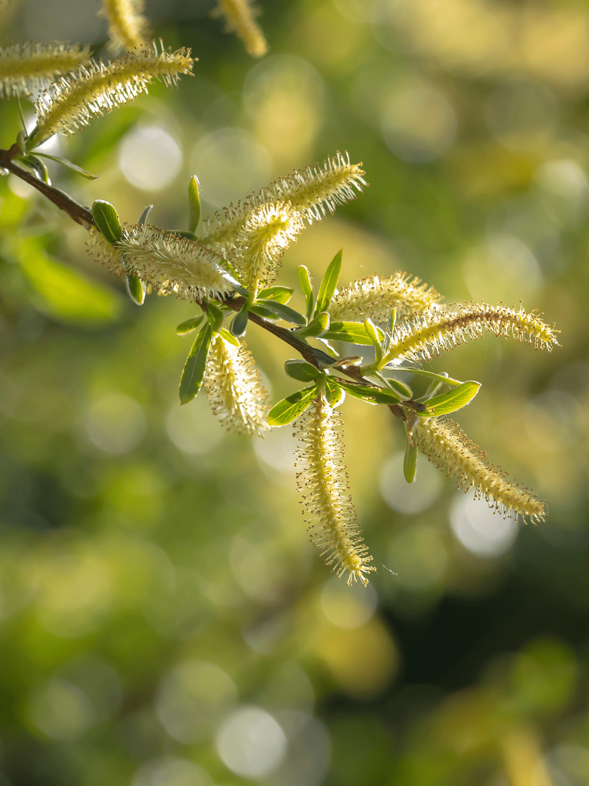 Willow Bark