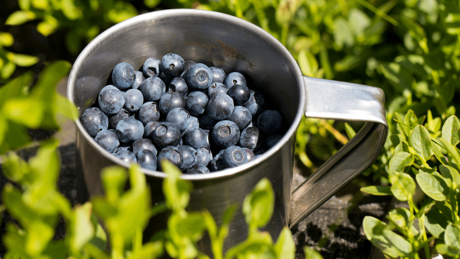 Bilberry