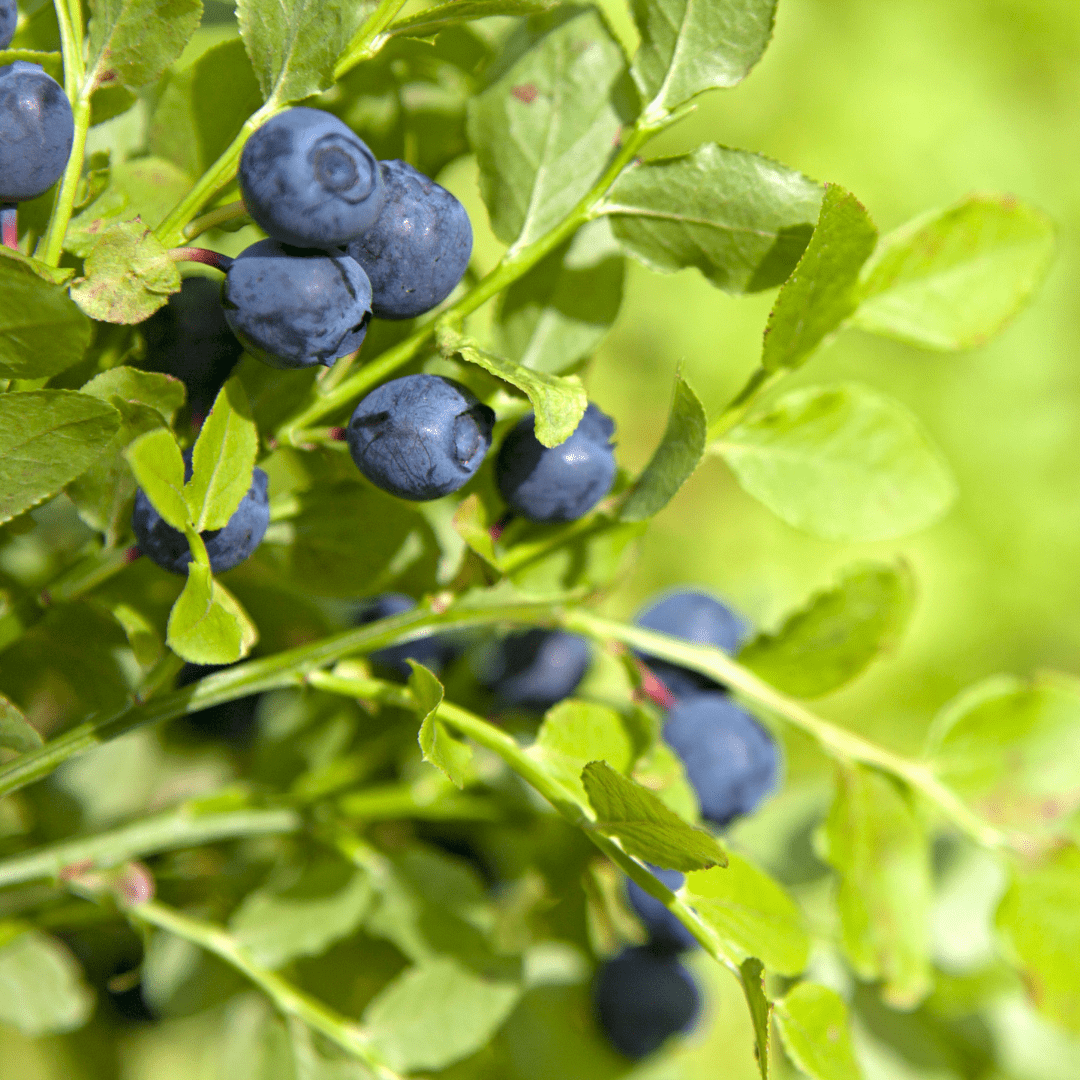 Bilberry