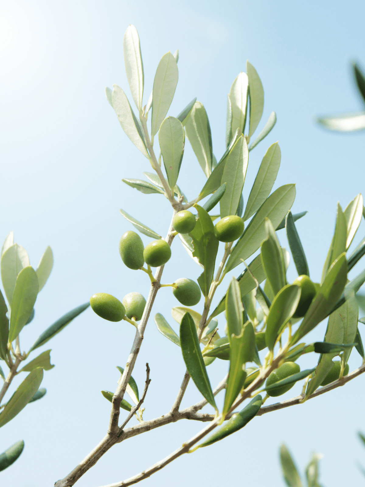 Olive Leaf