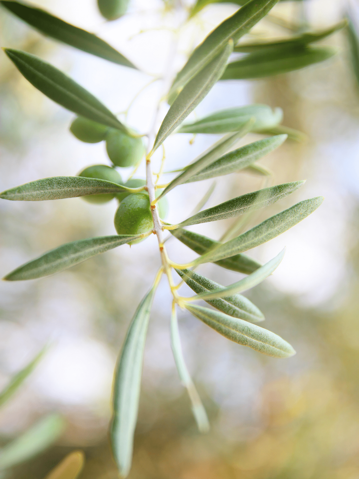Olive Leaf