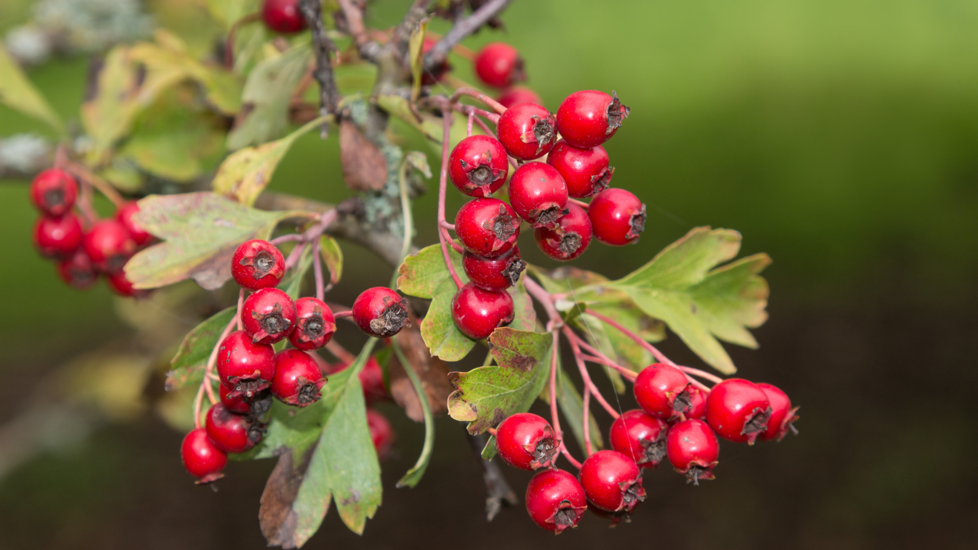 Hawthorn