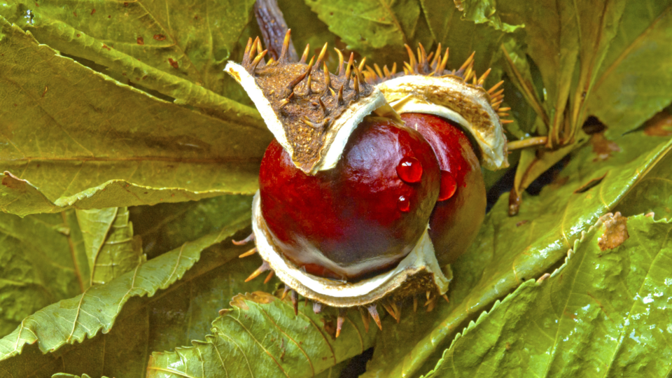 Horse Chestnut Seed