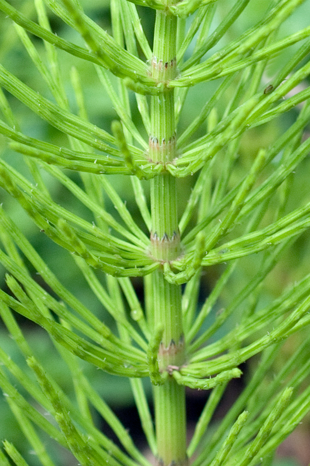Horsetail