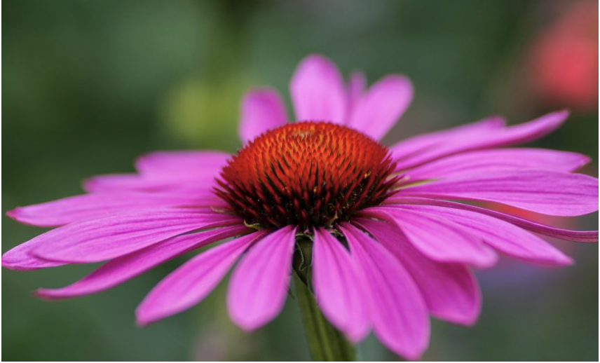 Coneflower