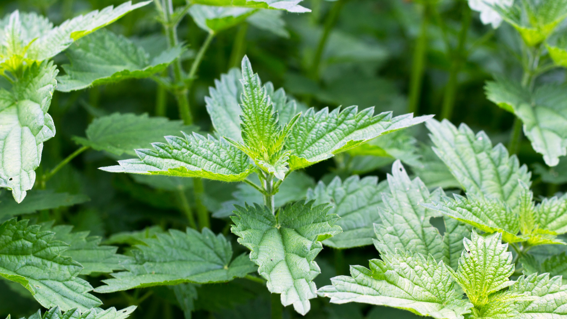 Nettle Leaf