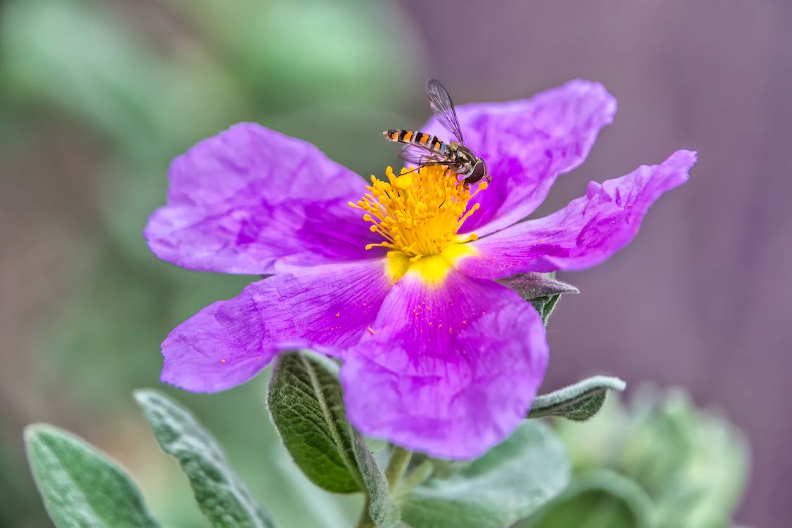 Cistus