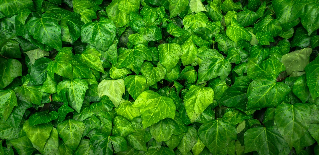 English Ivy