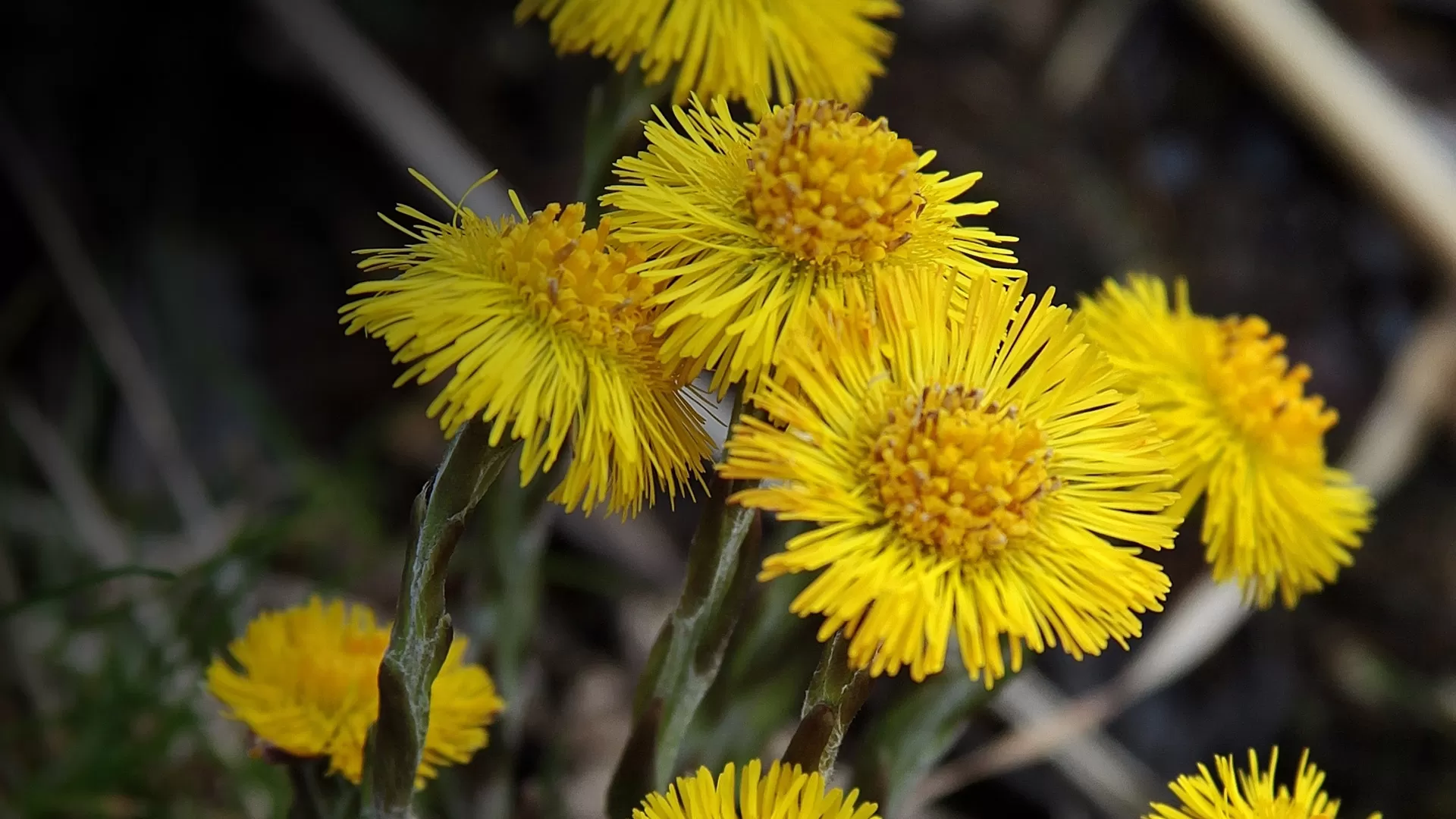 Öksürük Otu (Tussilago farfara)