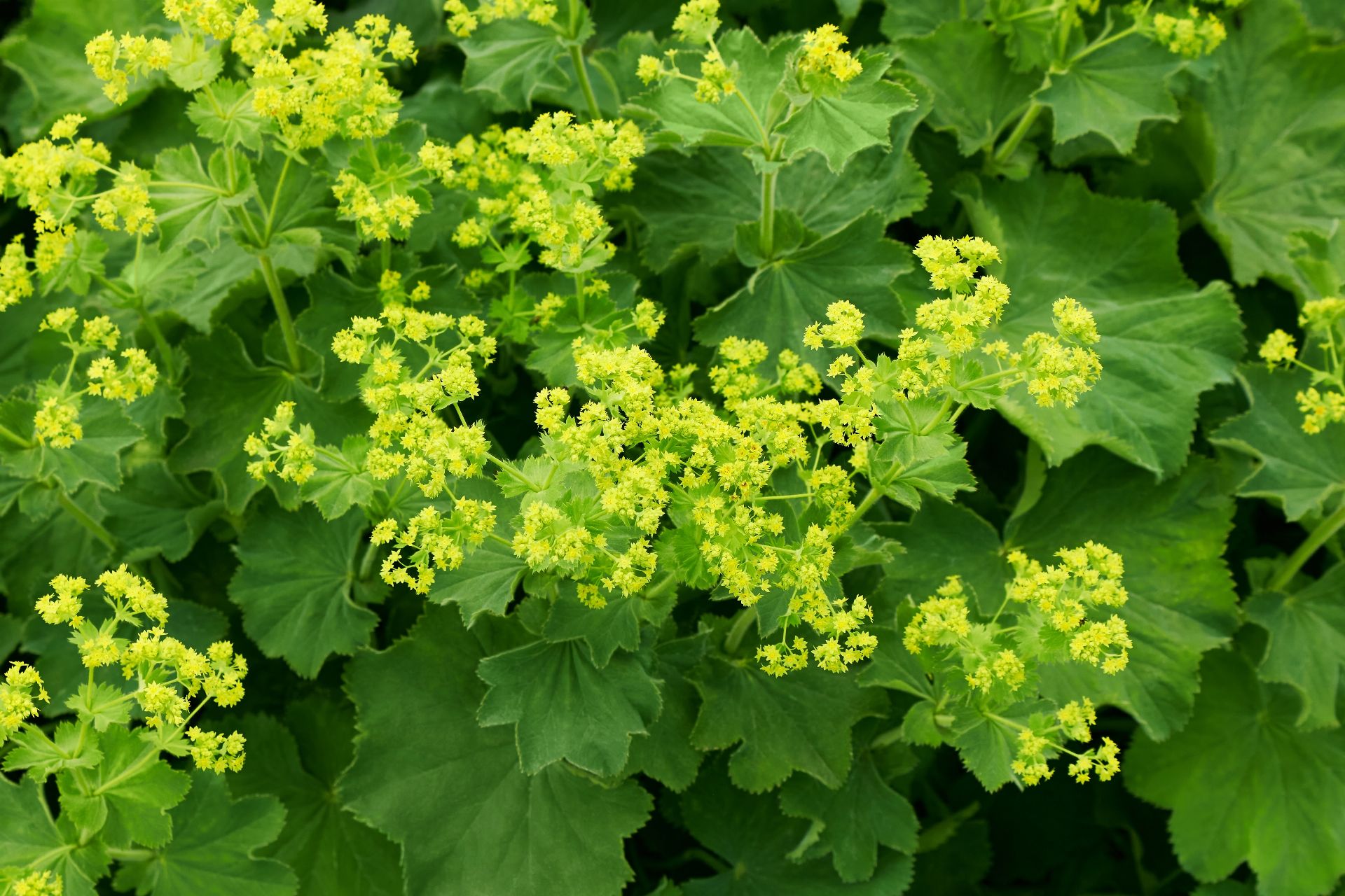 Lion Claw (Alchemilla vulgaris)