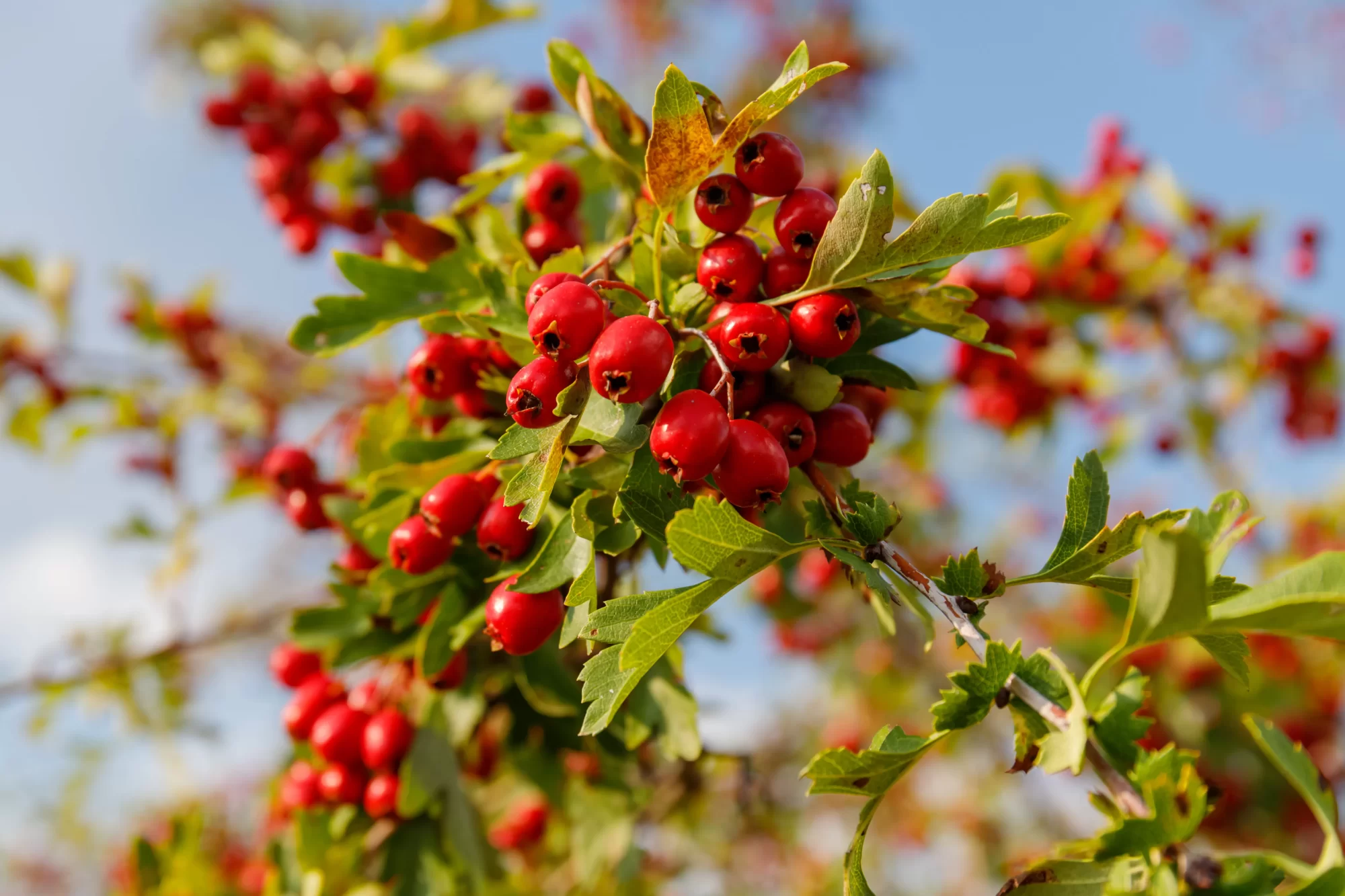 Alıç (Crataegus monogyna Jacq.)