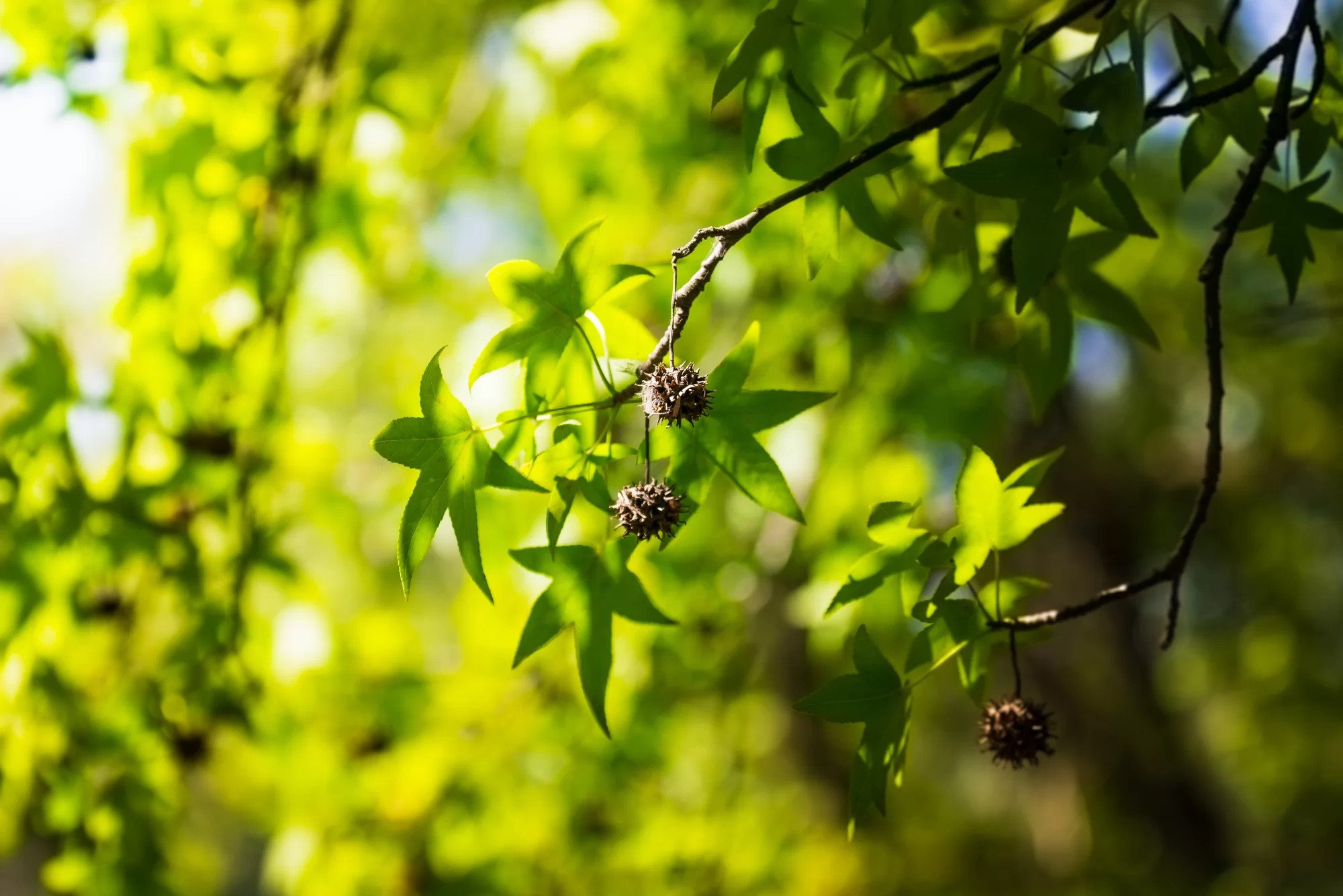 Anadolu Sığlası (Liquidambar orientalis Miller.)