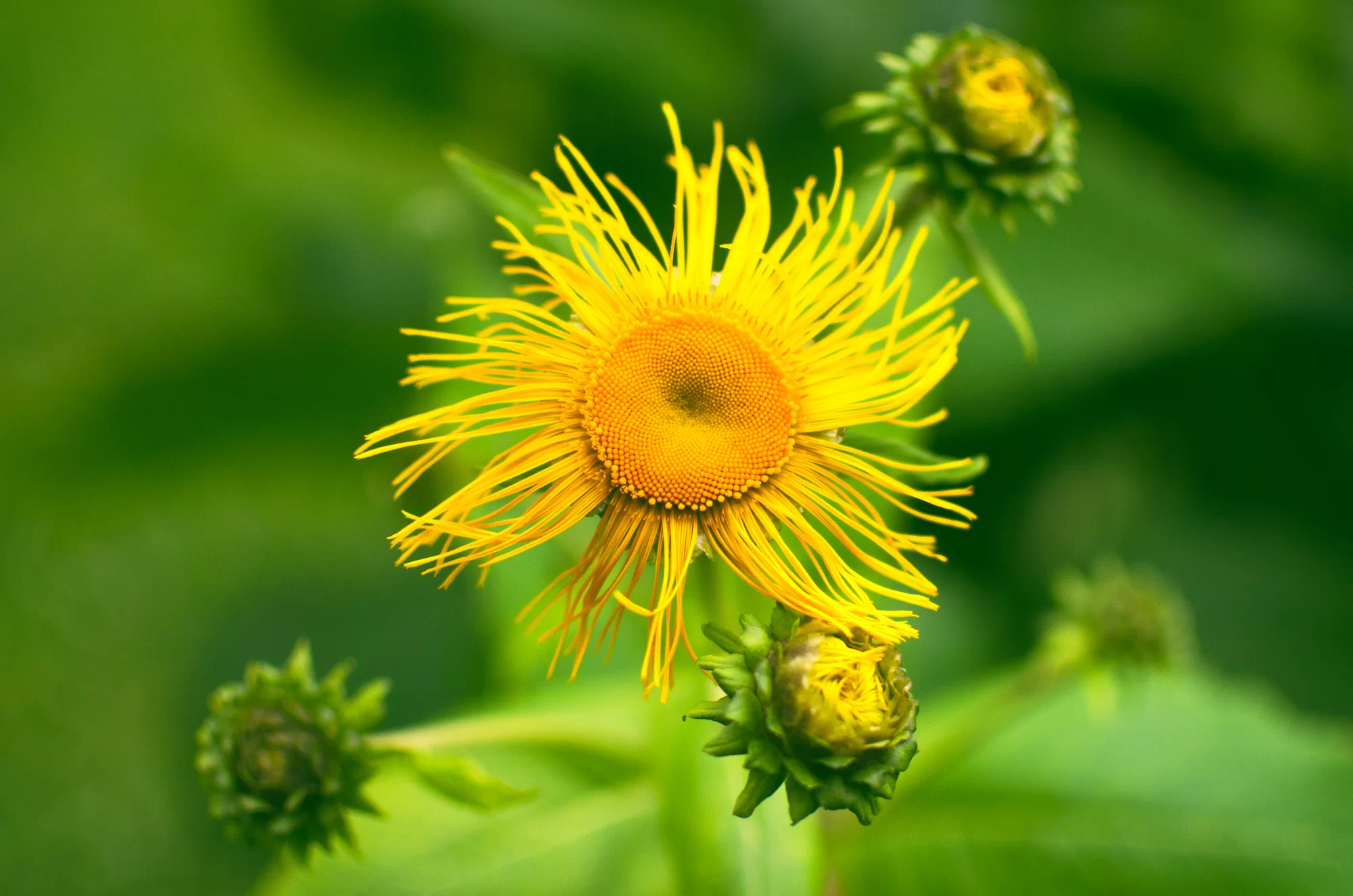 Andız Otu (Inula L.)