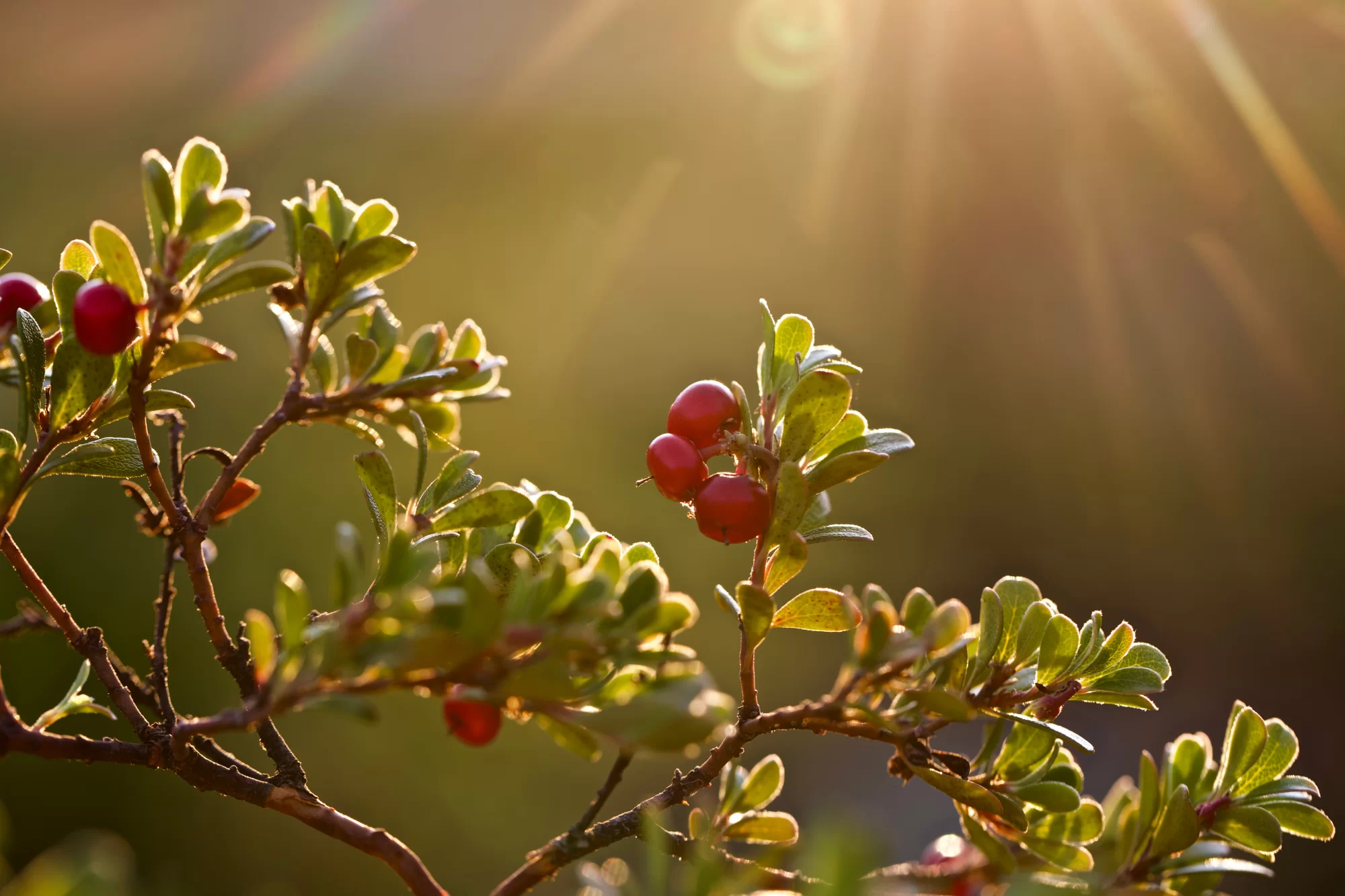 Ayı Üzümü (Arctostaphylos uva-ursi)