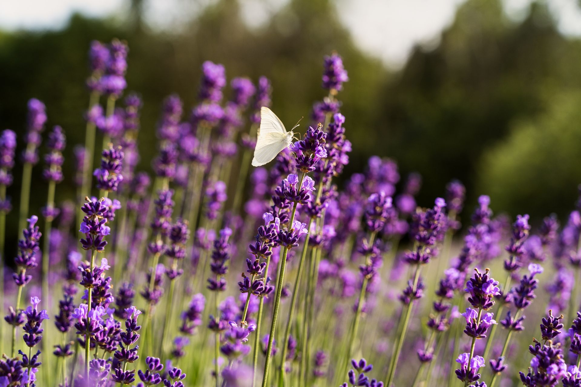 Lavanta (Lavandula angustifolia Mill.)