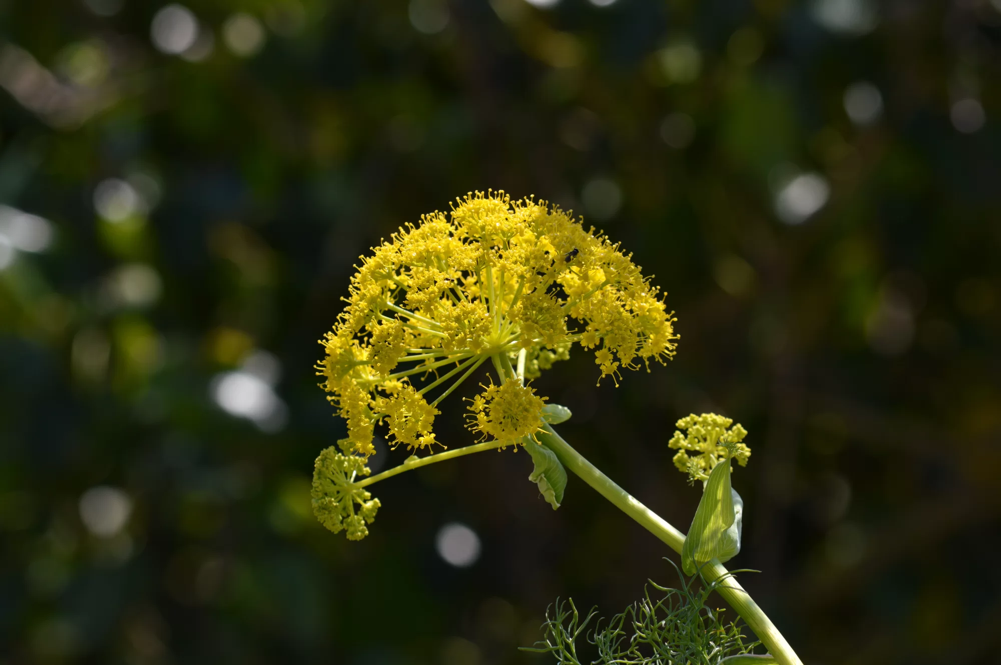 Çakşır Otu (Ferula türleri)