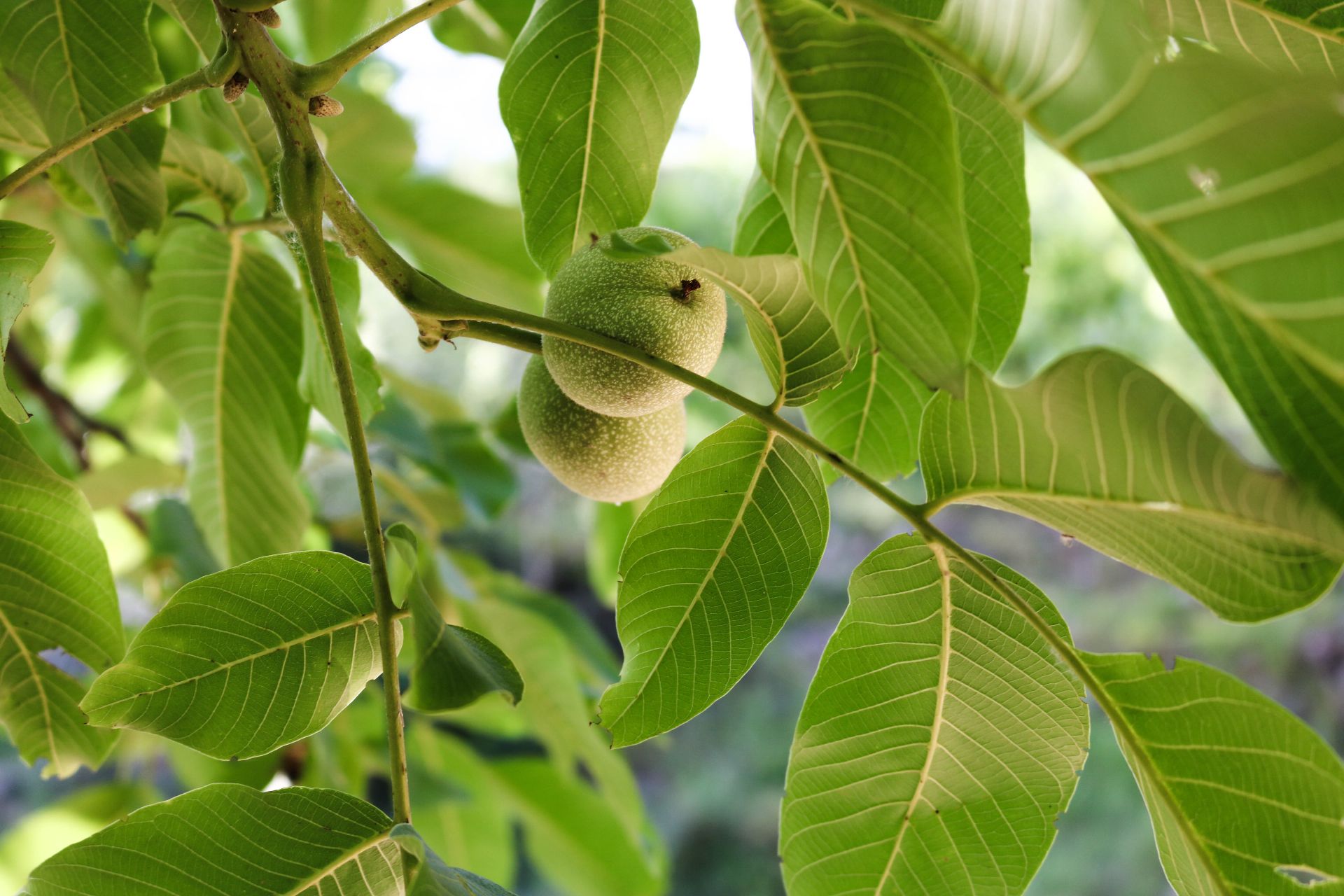 Walnut (Juglans Regia L.)