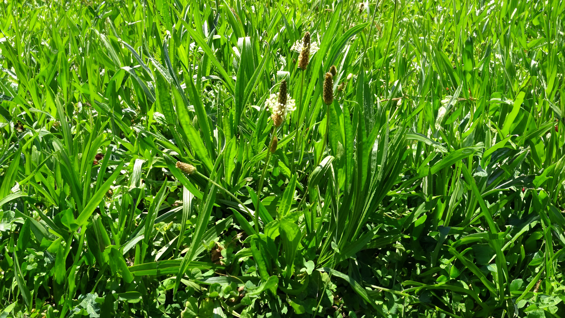 DAMAR OTU ( Plantago Lanceolata )