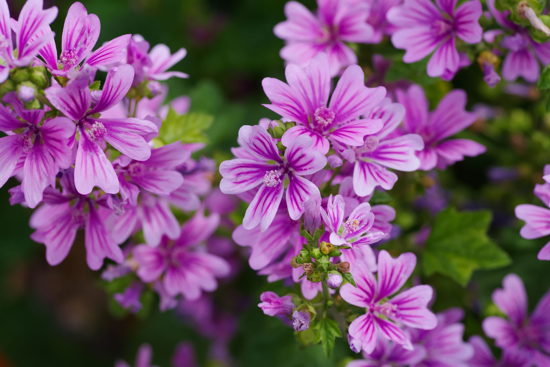 Mallow (Malva sylvestris L.)