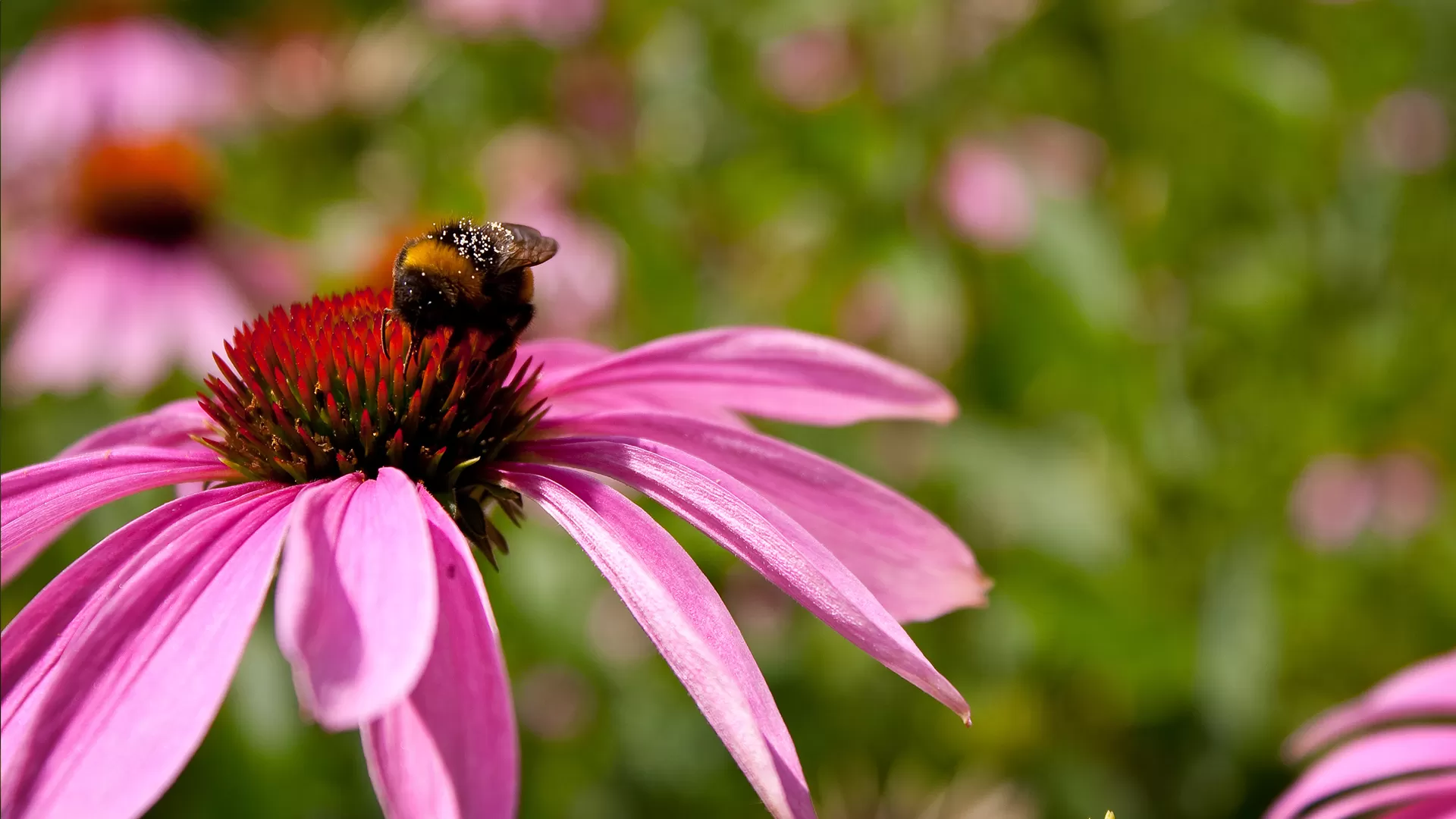 Ekinezya (Echinacea purpurea L.)