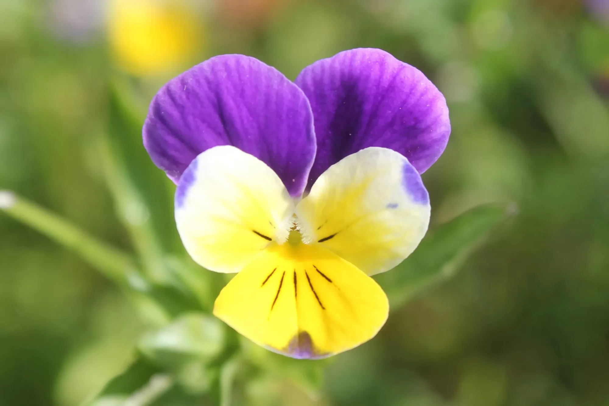 Hercai Menekşe (Viola tricolor L.)
