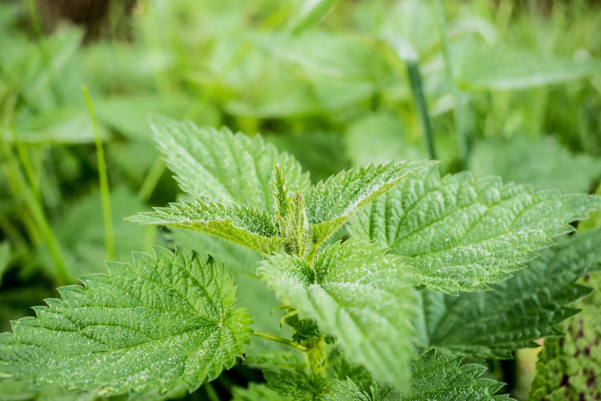 Isırgan Otu (Urtica dioica)