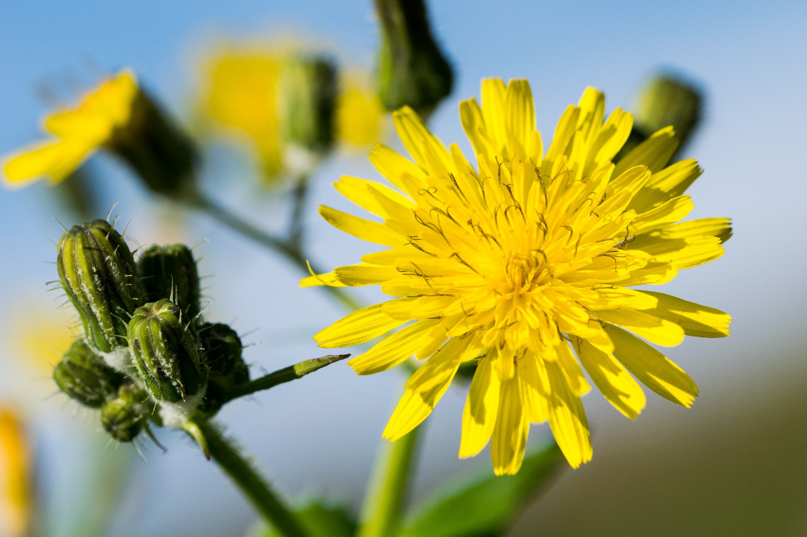 Dandelion (Taraxacum officinale)