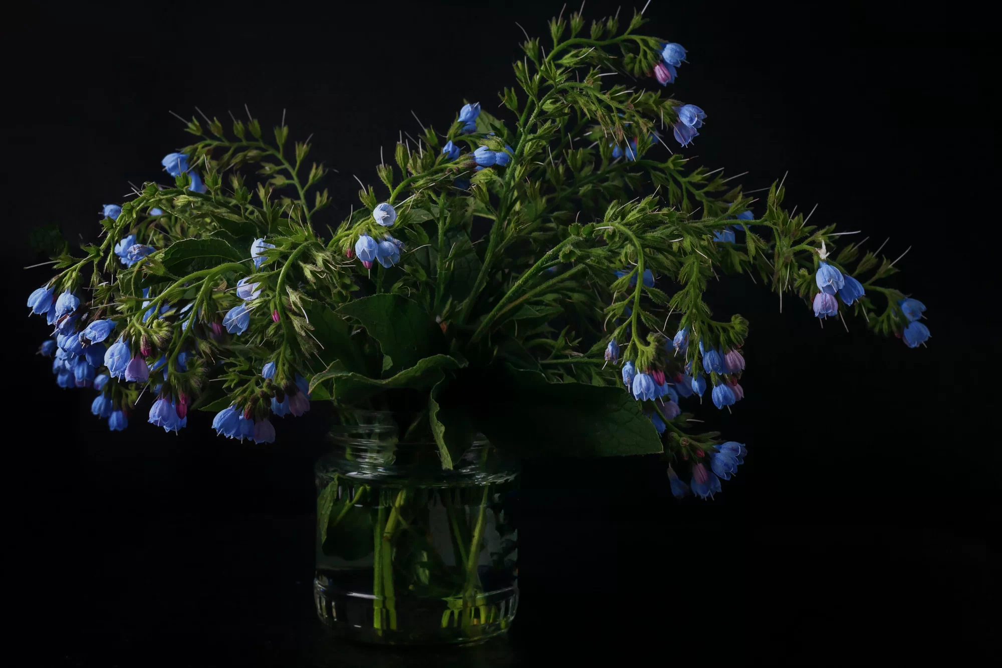 Karakafes otu (Symphytum officinale)