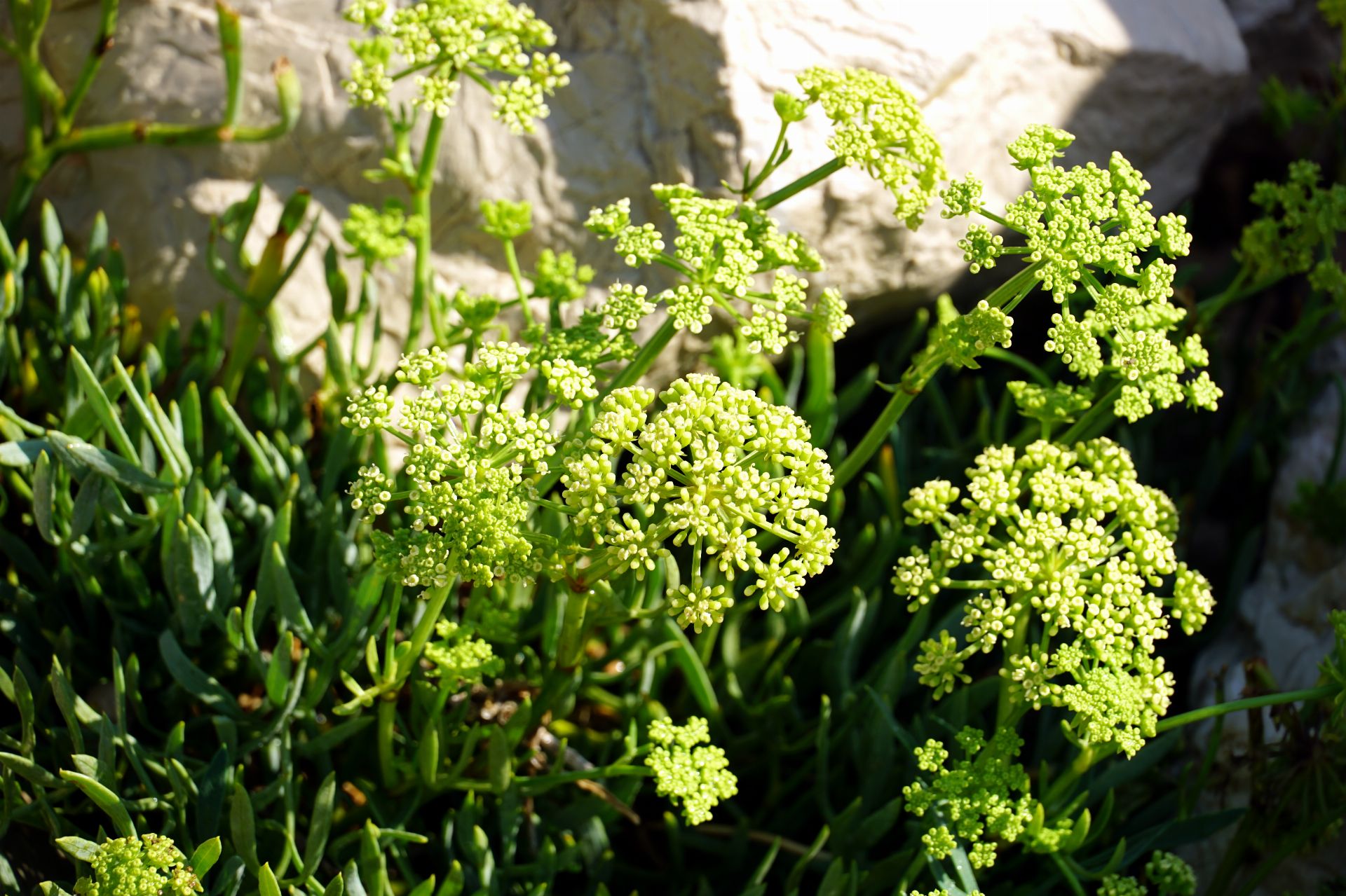 Rock Grove (Crithmum maritimum L.)