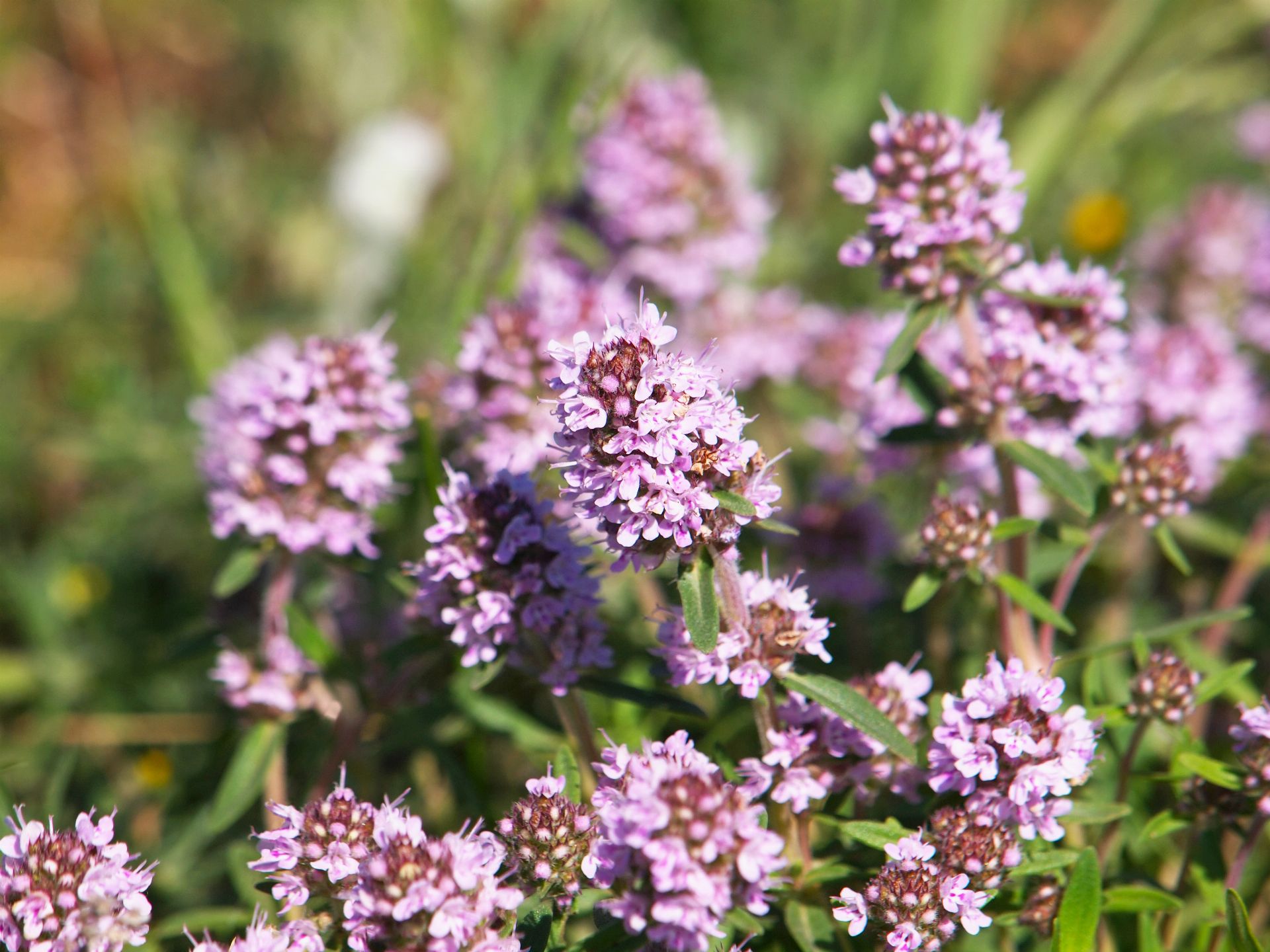 Thyme