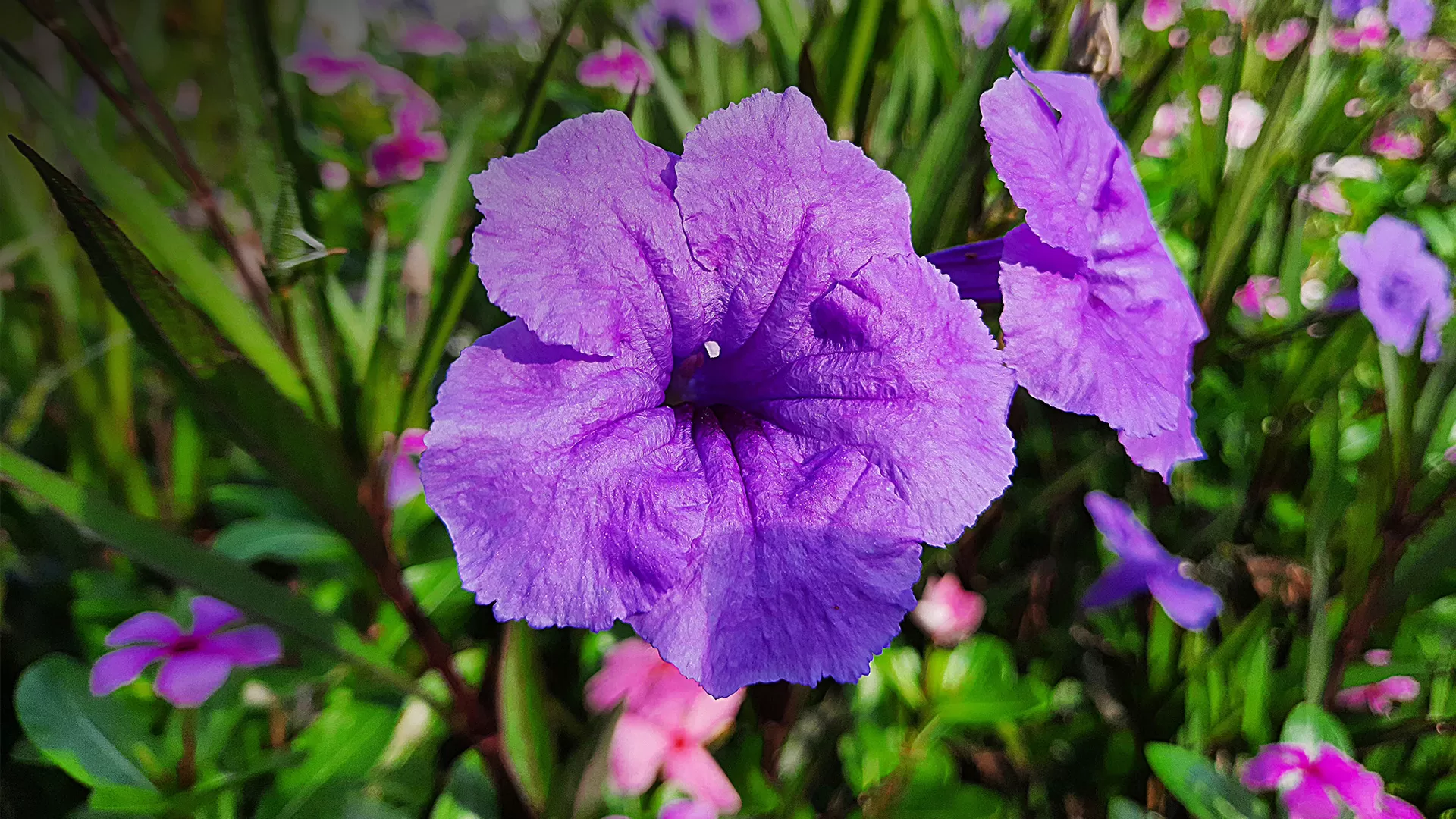 Meksika Petunyası (Ruellia simplex C.Wright)