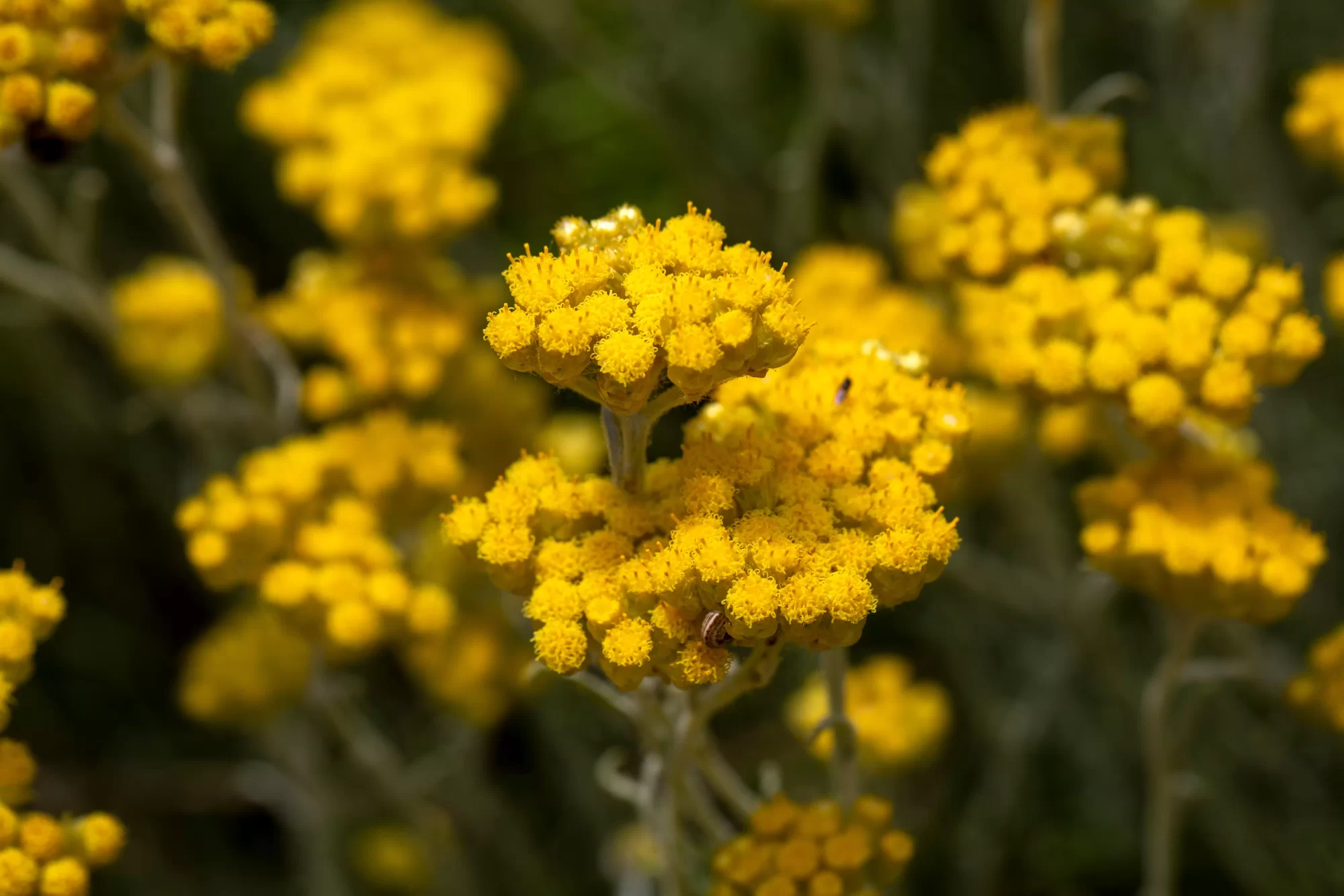Ölmez Çiçek (Helichrysum italicum)
